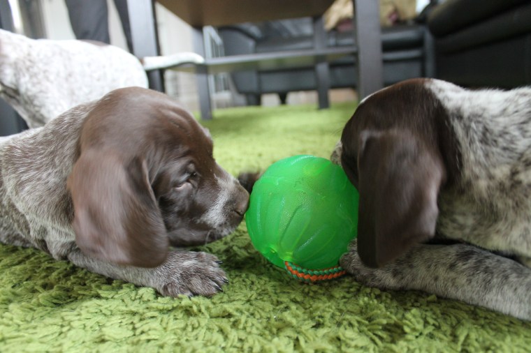 Valpen ska vara trygg och komma fram till dig självmant.