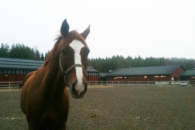 På stallet kan man träffa trevliga hästar.