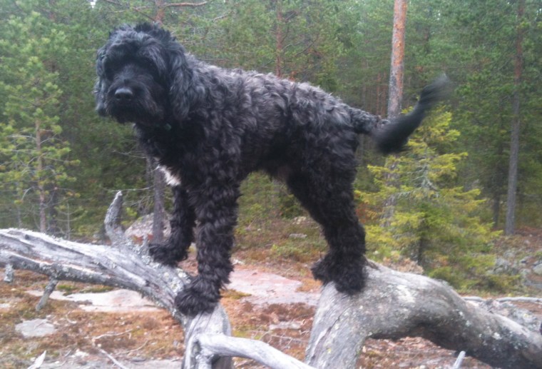 Skogen är bra ställe för att hitta på olika upptåg med hunden.