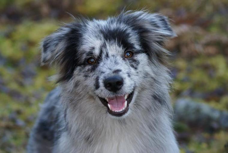 Pigg och söt, min bild av face rase. Tackar kennel Jomgården för lånet  av bilden.