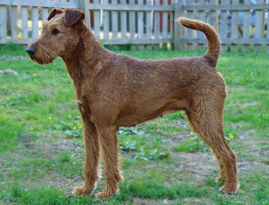 Bilden på irländska terriern Stina är lånad med tillstånd från kennel Caroholm.