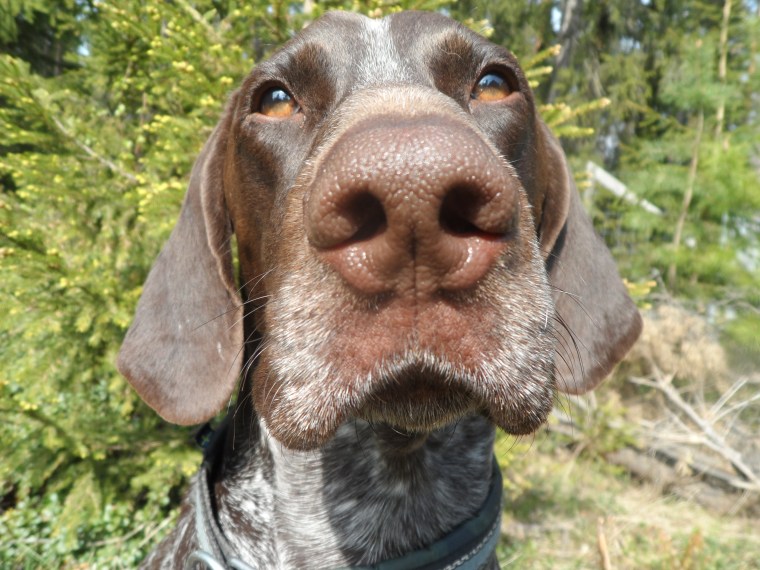 Hagel har en jättebra spårnäsa – fast jag tvekade ett tag ...