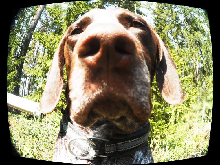 Nosen - enormt viktig för hunden.