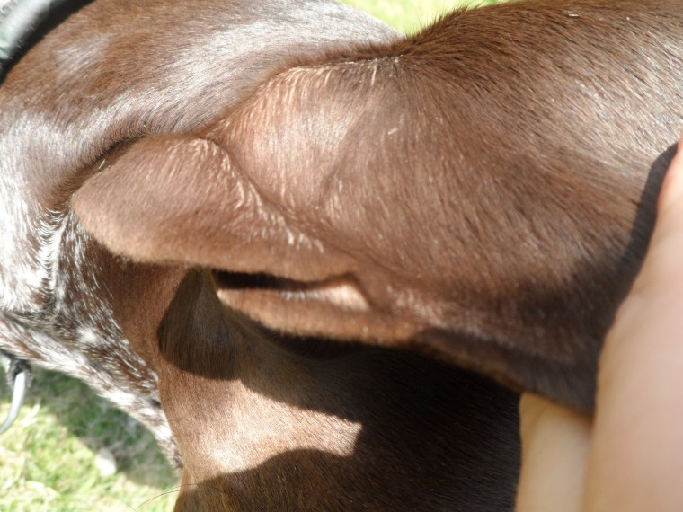 Den här extra fliken på örat - vad är den till för egentligen?