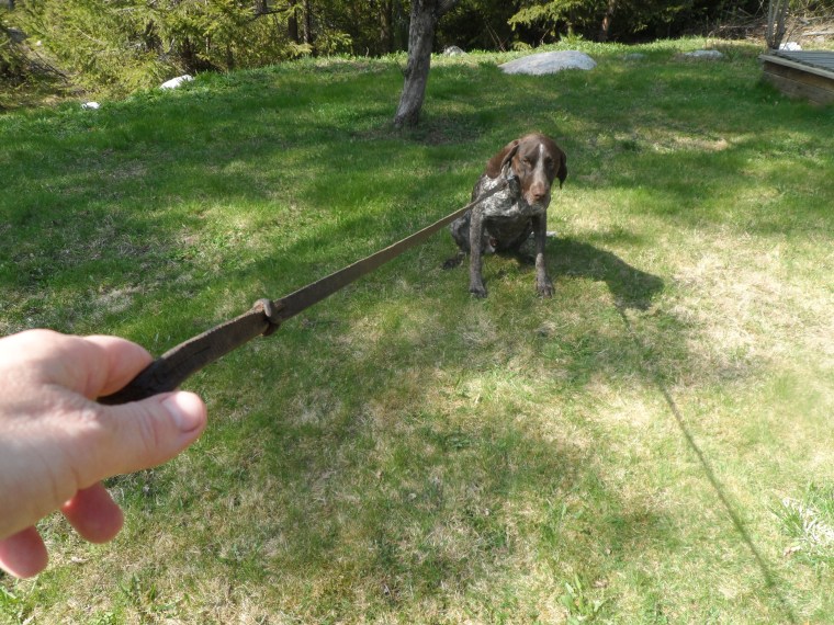 Ett sätt att träna stabilitet. Men låt någon annan klok människa hålla i kopplet i så fall.