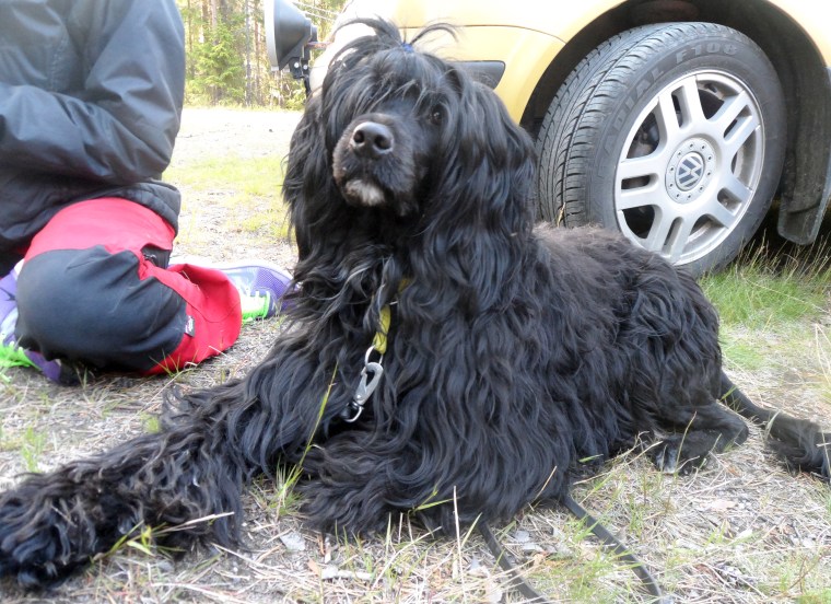 Portugisiska vattenhunden Ella.