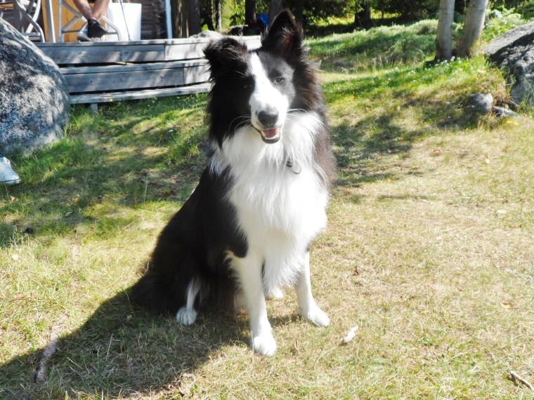 Shetland sheepdog är ursprungligen en fårvallare, vilket gör att rasen har nära till skallet.