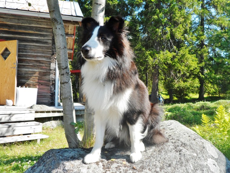 Här är Dio, en svartvit shetland sheepdog.