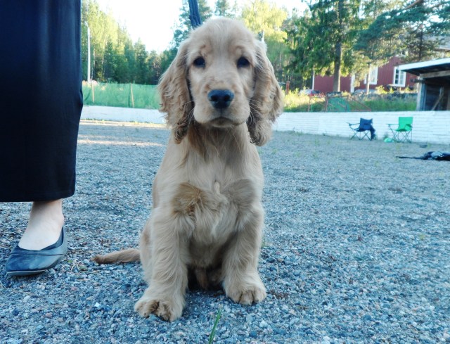 Valp 1.
