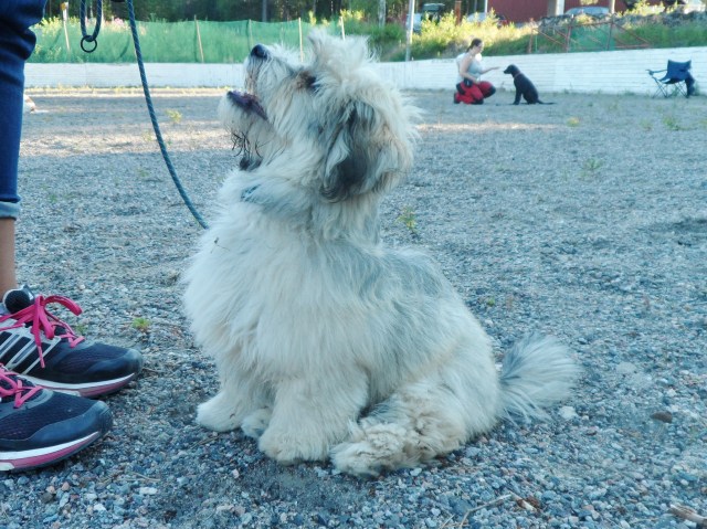Valp 6.