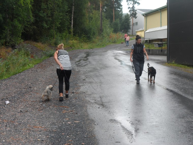 Och så avslutade vi med att träna på hundmöten. Vilka duktiga deltagare!