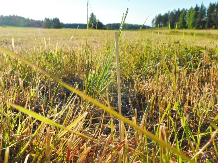 När man går spår på lägdor är det inte så lätt att snitsla så man vet var man har gått. Vi löste det med att sätta ned grillpinnar i marken längs spåret. Men nästa gång ska vi ha hunnit måla dem i en avvikande färg också =D