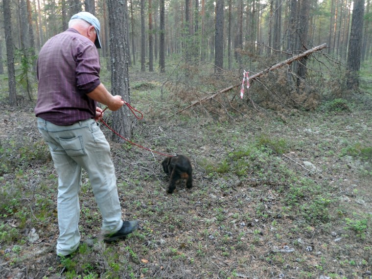 Göte och Rocky jobbade på bra och hittade korvhögen på slutet.