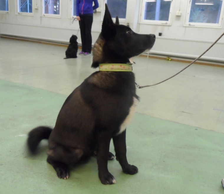 Valp 4. En blandning av tre raser. En slädhund, en jakthund och en spetshund.