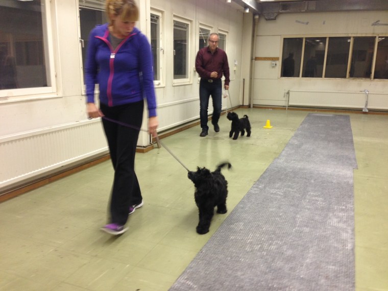 Vi tränade koppelträning. Här är det Maria och Zoe samt Peter och Doris.