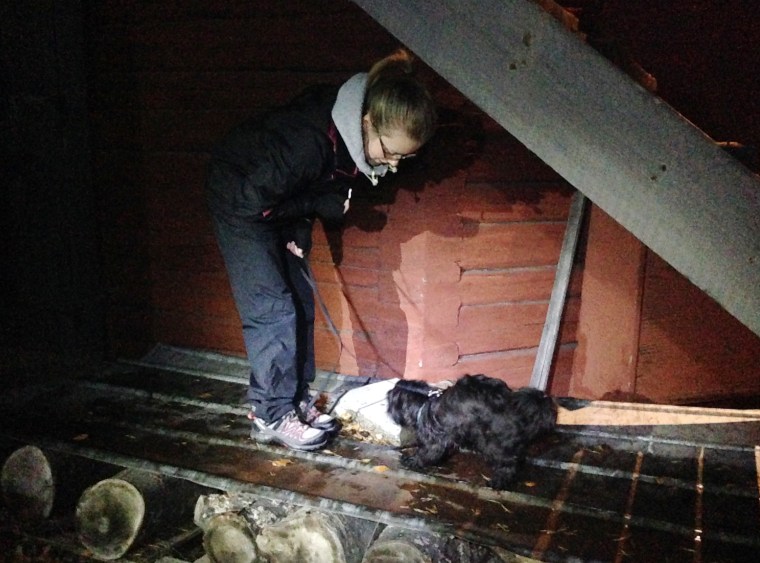 Plåt kan vara läskigt för många hundar att gå på. Här är det Natalie och Svea.