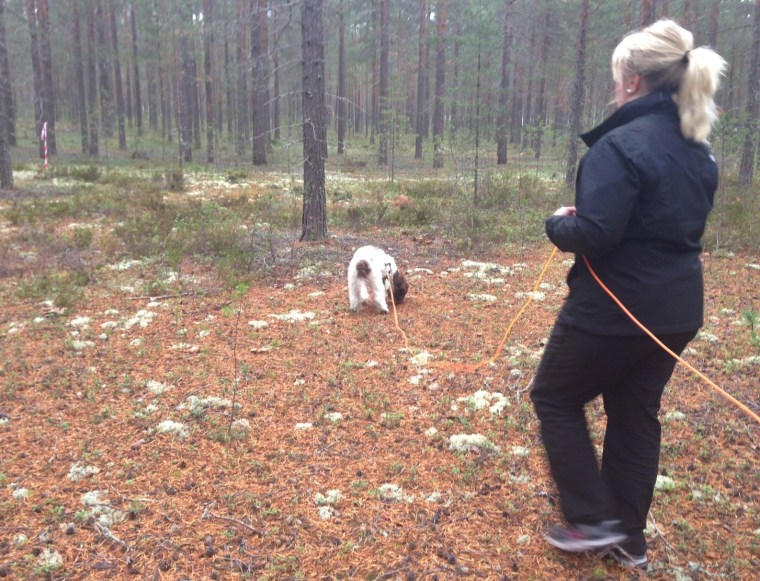 Lagotton Boston fixade sitt spår galant.