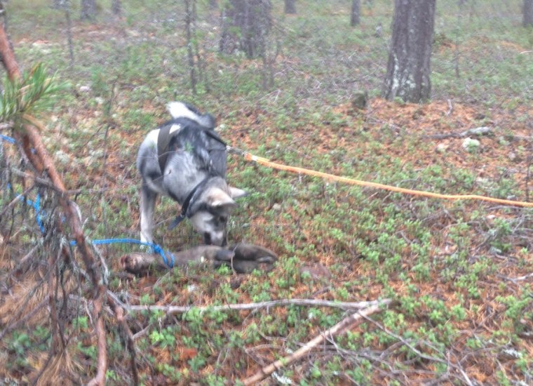 Jämthunden Bira fick spåra älgklöv.