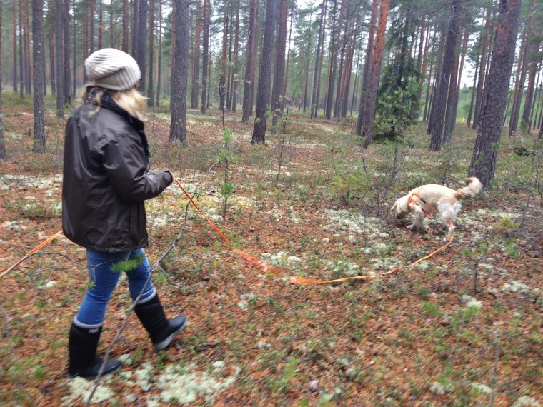 Golden retrievern Niko var jättesugen på korv.