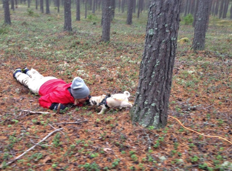 Mopsen Signe tyckte skogen var lite stökig. Men när matte gömde sig gick det bättre.