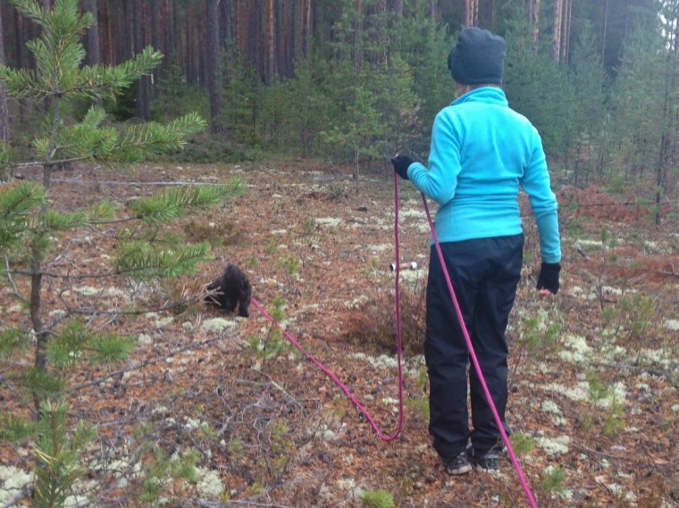 Bichon havanaisen Svea travade iväg med trygg attityd,