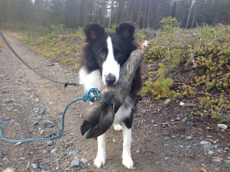 Dio - en svartvit sheltie som blev såååå mallig när han bar klöven.