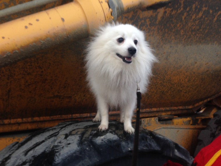 Cocos som tillhör Jeanette Johansson.