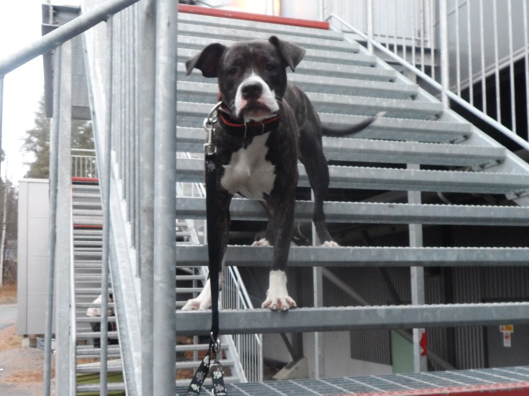 Snöa fastnade liksom ibland, men fick hon bara hjälp att komma igång igen så gick det bra.