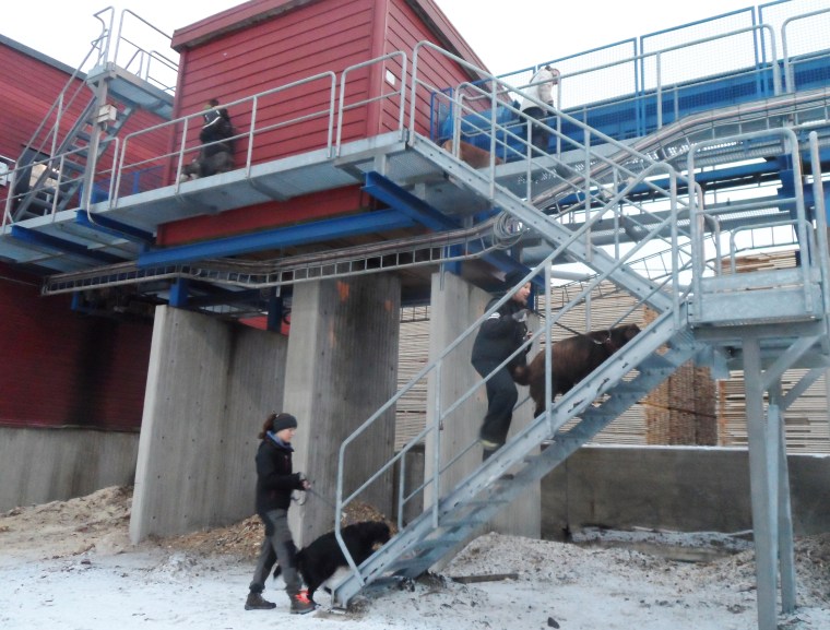 Gallertrapporna var många, höga och läskiga.