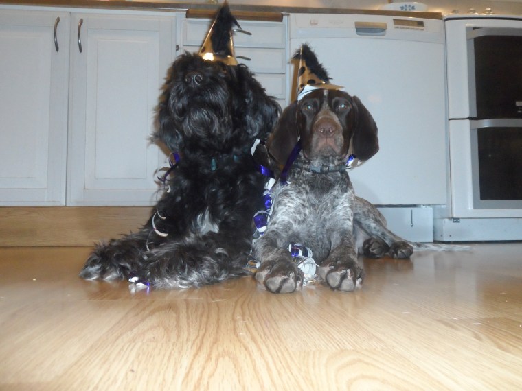 Nyårsfirande. Bör helst ske utan raketer för hundens bästa.