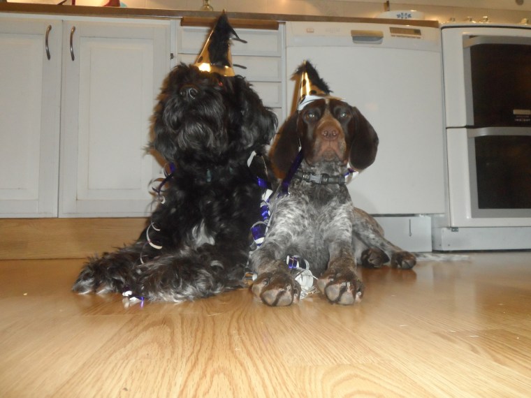 Nyårsfirande. Bör helst ske utan raketer för hundens bästa.