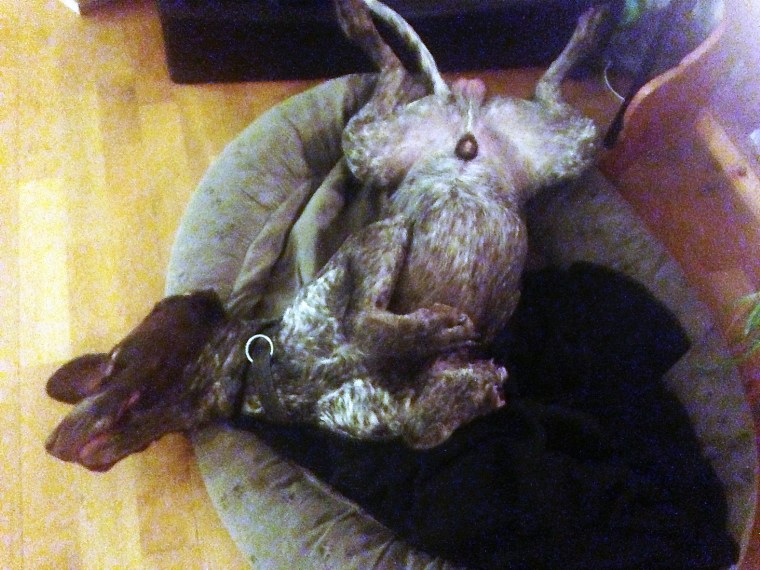 Min vorsteh Hagel myser i sin bädd.