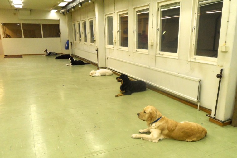 Roligt att se en sådan bredd av raser.