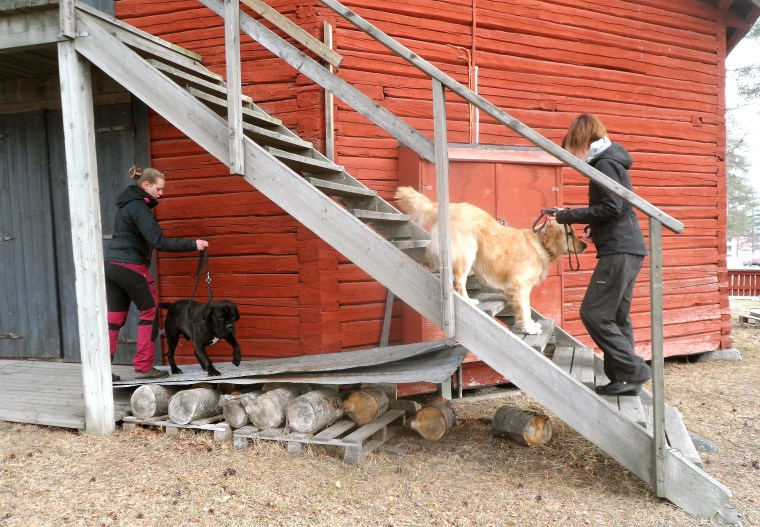 Elin Möller med cane corso Nato och Josefine Nyström med golden retriever Dex jobbade på olika stationer.