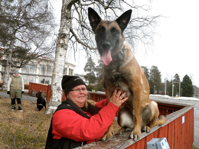 Viktoria Berg och malinoisen Chansa balanserade.