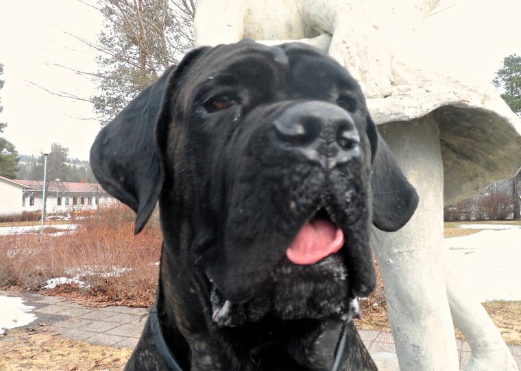 Han är maffig – cane corson Nato.