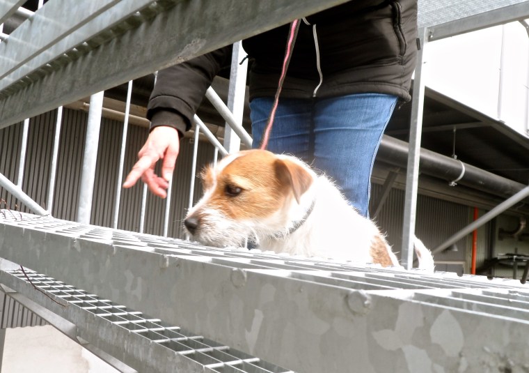 Jack russel terriern Smilla kämpade med sina små tassar i gallertrappan.