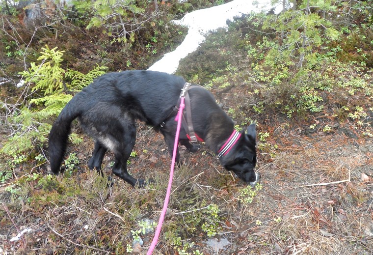 Spåra – det är något av det roligaste du kan göra med din hund.