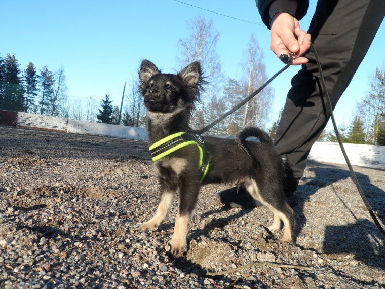 Här är lille Jasse.