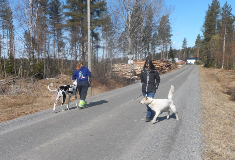Här går det näst sista hundmötet riktigt bra.