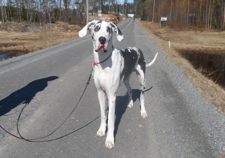 Här är store Sheriffen.