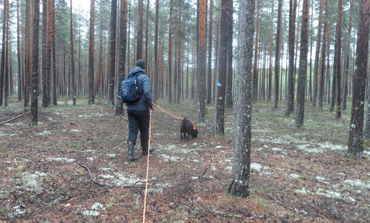 Magnus och blandrasen golden/lab Affe.