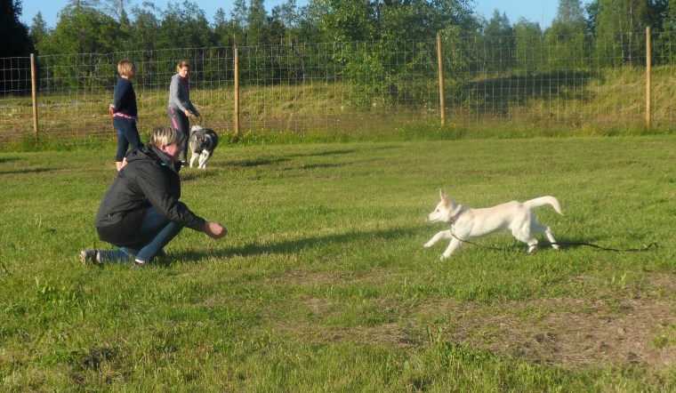 Vilja sprang snabbt till sin matte Evelina Bonerud.