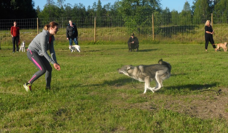 Carola Ladås och rejäla jämthundsvalpen Costa tränade inkallning.