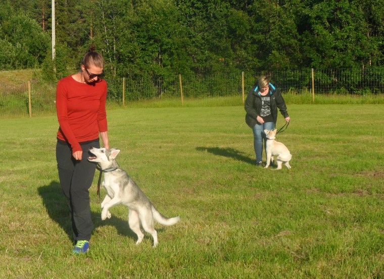 Shirly Holmberg med siberian husky Töa och Evelina Boneruda med sin schäfer Vilja tränar för fullt.