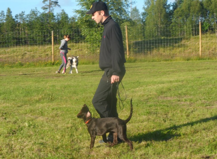Anders Lindqvist hade fin kontakt med sin wachtel/gråhundsblandning Kiwi.