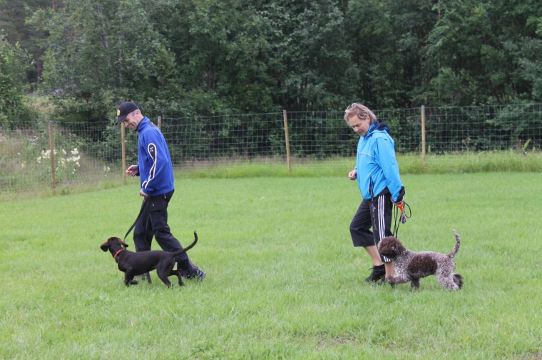Deltagarna börjar få fin kontakt med sina hundar.