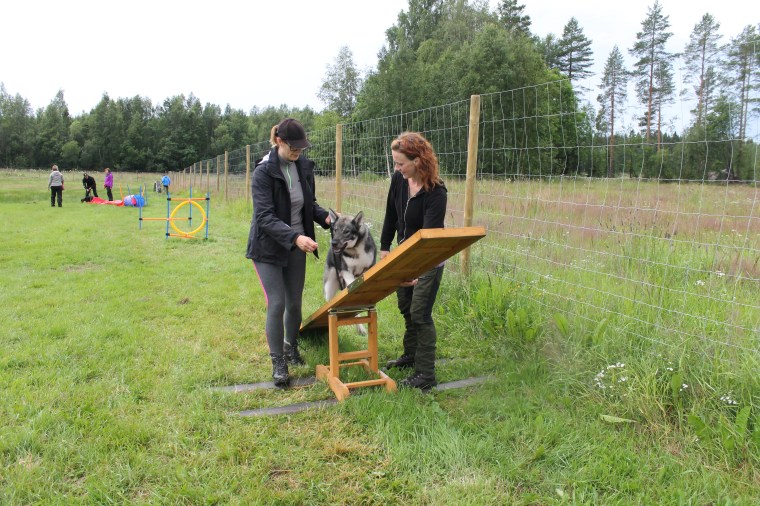 Jämthunden Kosta tränar på sin kroppskontroll.