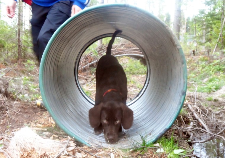 Valpen Kiwi tyckte det var spännande att utforska allt på Rambobanan.