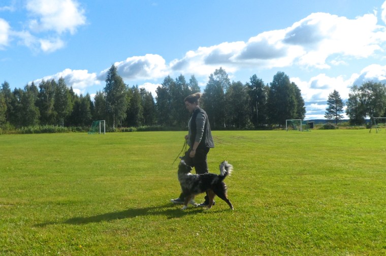 Rebecca Gustafsson och Nyx tränar lydnad.